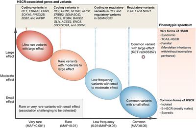 The Emerging Genetic Landscape of Hirschsprung Disease and Its Potential Clinical Applications